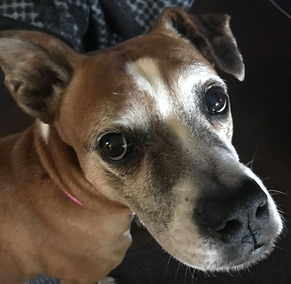 Boxer mix wants to go on walk.